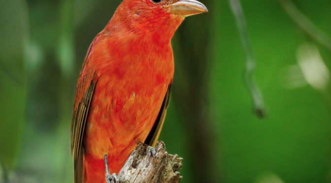 Summer Tanagers have returned to North Carolina