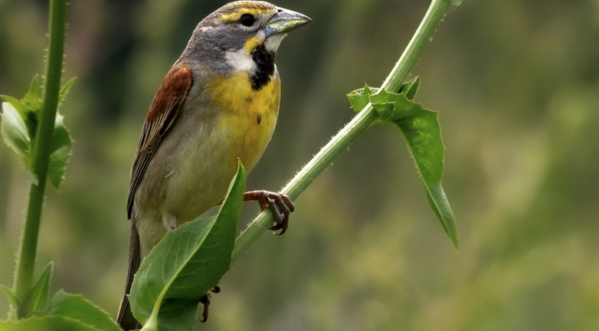 On the hunt for Dickcissles in central NC