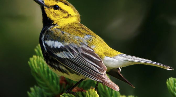 A Black-throated green Warbler encounter in the Blue Ridge Mountains