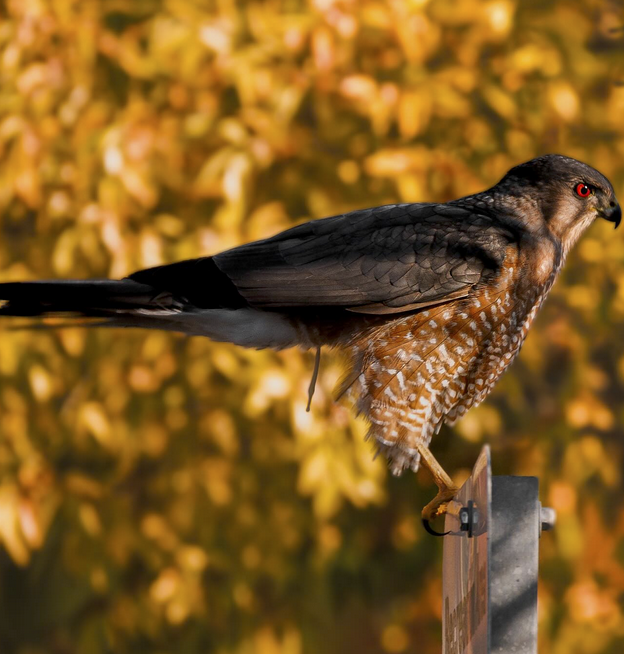 Coopers Hawk vs, Sharp Shinned Hawk ID | Best Life Birding ...