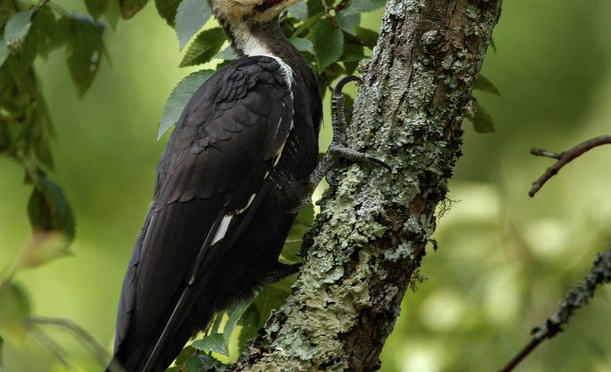 woodpecker  Best Life Birding- Birdwatching Tours