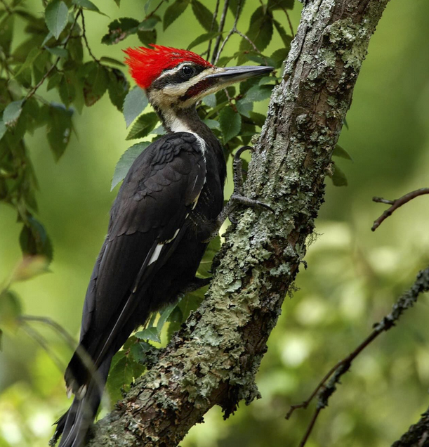 Photographing All 8 Species Of Woodpeckers In North Carolina – Best 