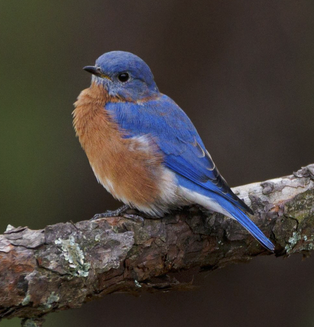 Photographing Eastern Bluebirds in NC | Best Life Birding- Birdwatching ...