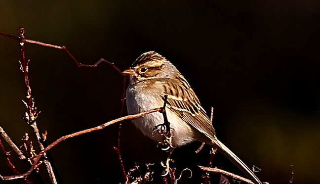 North Carolina Rare Bird Alert: A Clay-colored Sparrow at Dix Park in Raleigh