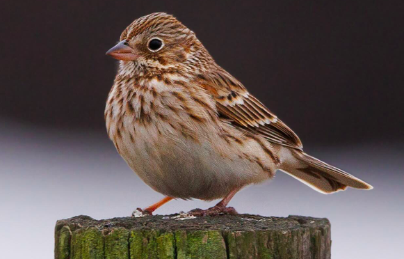 Rare Bird Alert North Carolina: Vesper Sparrows at Mid Pines Rd in Raleigh