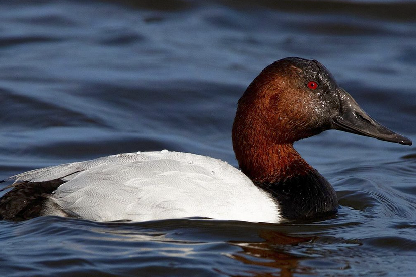 Redhead Duck vs. Canvasback Duck ID – Best Life Birding