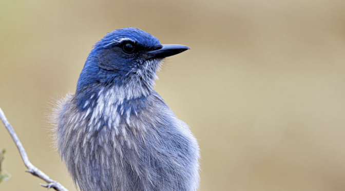 Birding Nevada- Las Vegas and beyond | Best Life Birding- Birdwatching ...