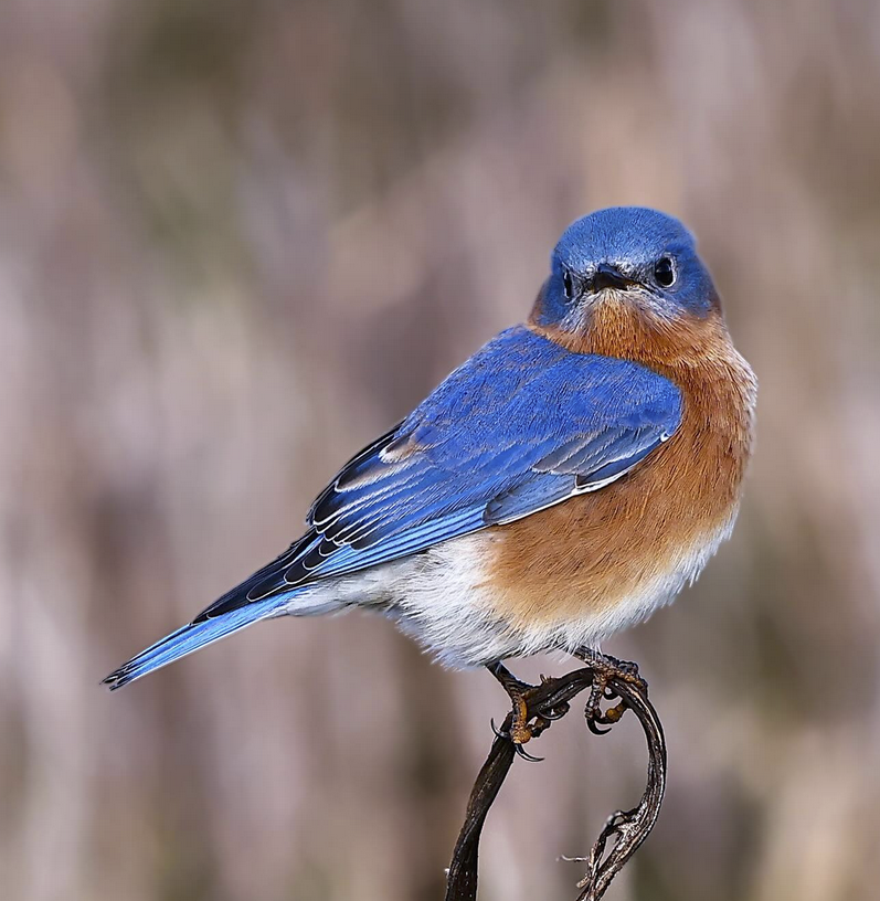 Eastern Bluebirds in central NC – Best Life Birding