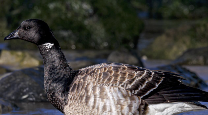 Photographing the Atlantic Brant in New Jersey | Best Life Birding ...