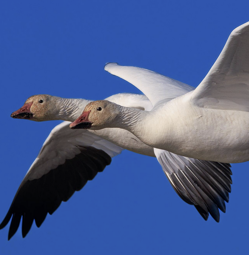 The Best Kind Of Surprise - East Coast Waterfowl