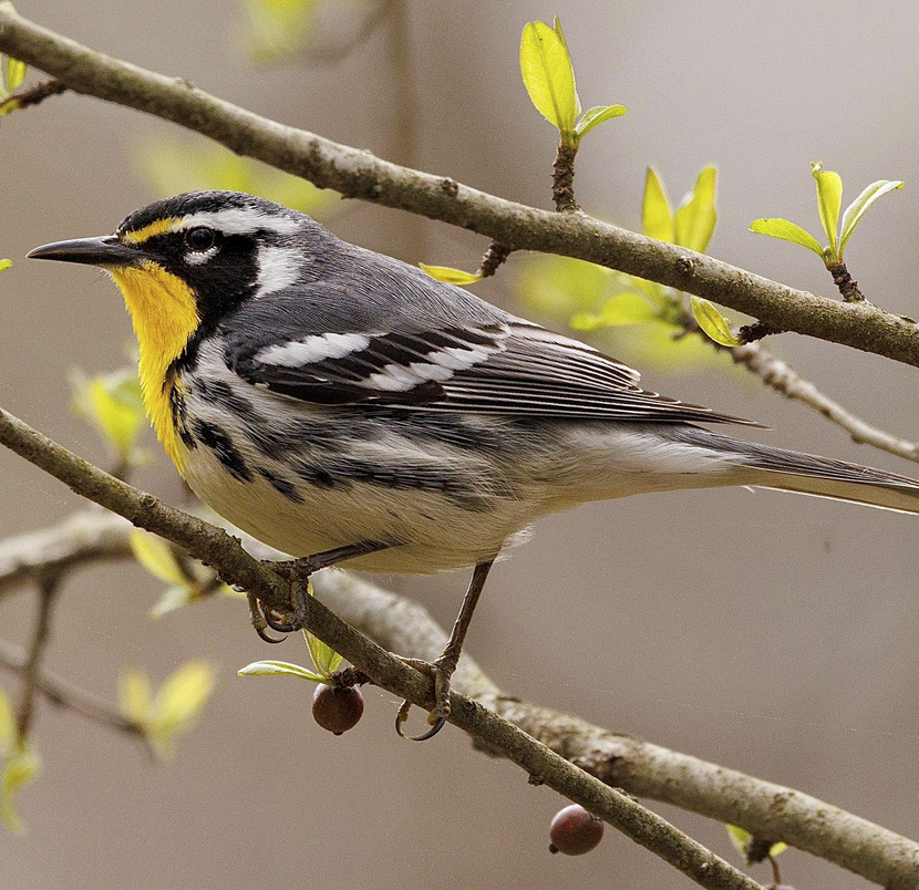 The Yellow-throated Warblers have returned to NC | Best Life Birding ...