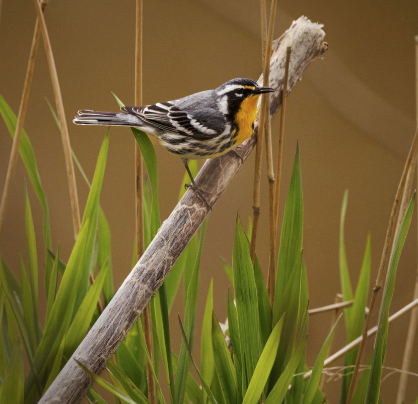 The Yellow-throated Warblers have returned to NC | Best Life Birding ...