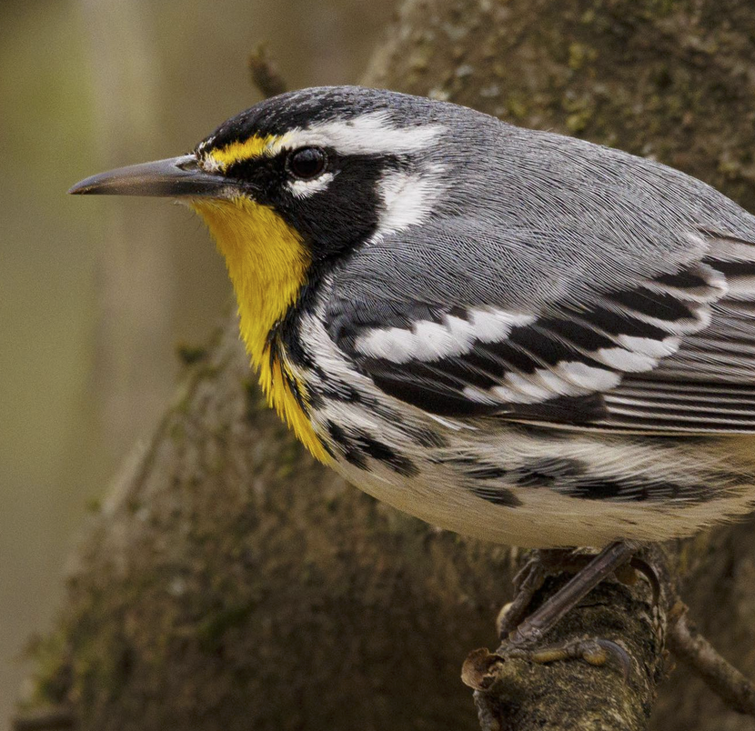 The Yellow-throated Warblers have returned to NC | Best Life Birding ...