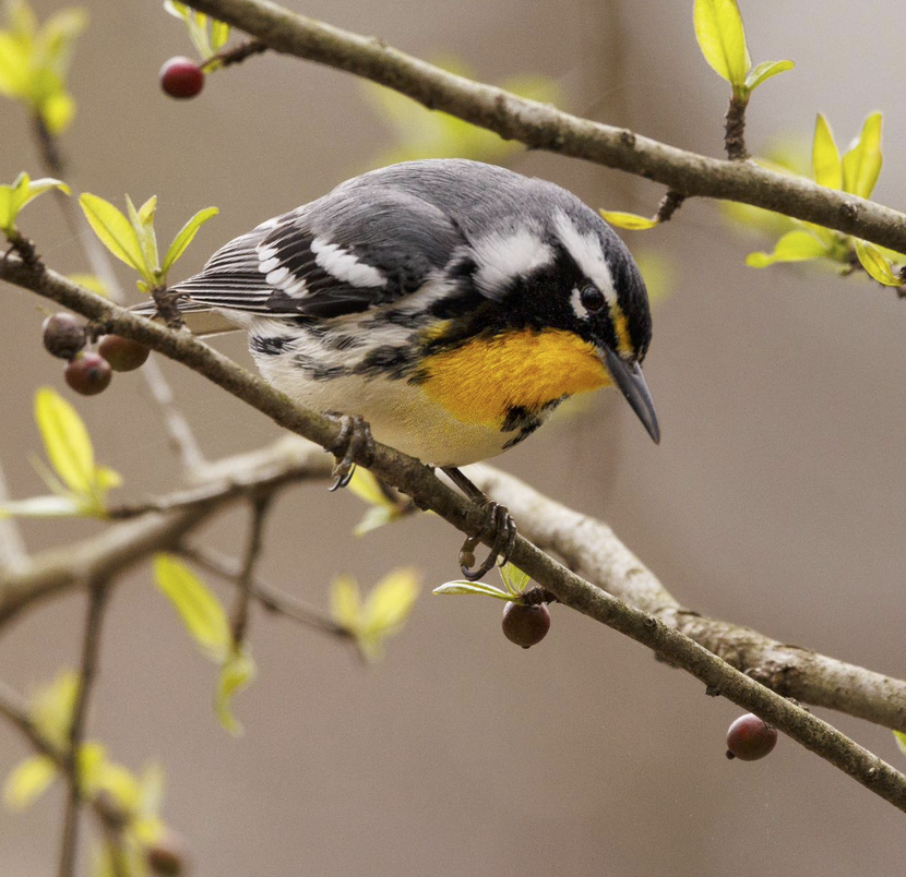 The Yellow-throated Warblers have returned to NC | Best Life Birding ...