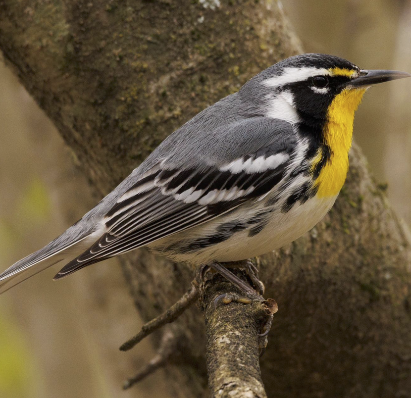 The Yellow-throated Warblers have returned to NC | Best Life Birding ...