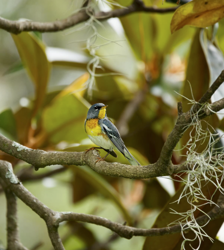 Best Life Birding in Our State magazine | Best Life Birding ...