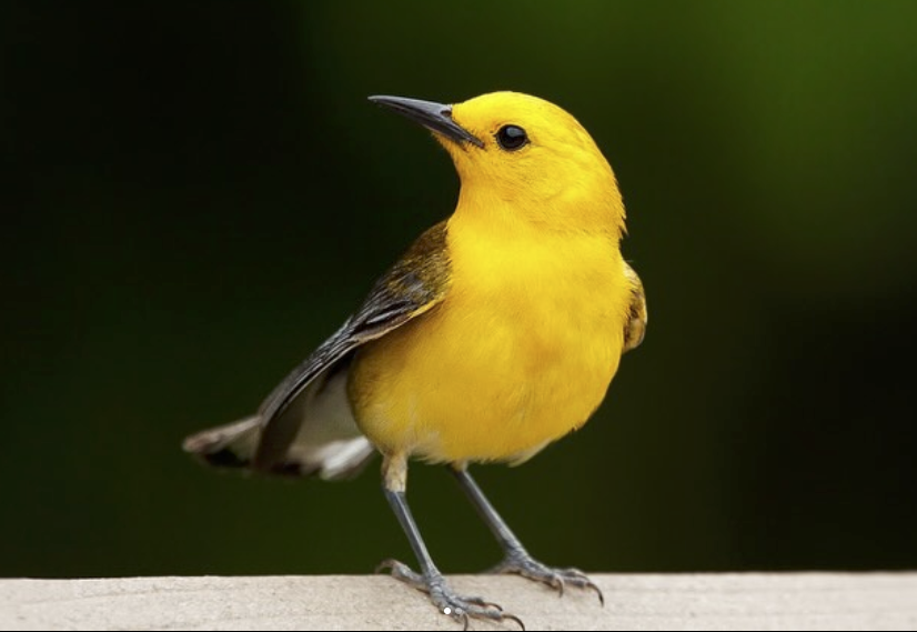 Springtime Prothonotary Warblers in North Carolina | Best Life Birding ...