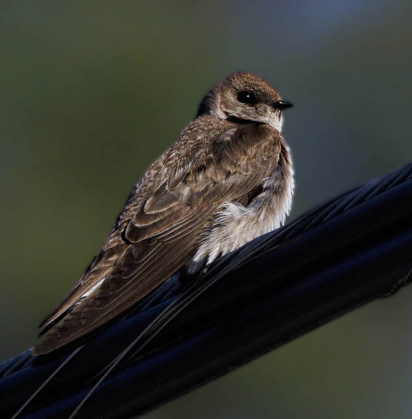 Northern Rough- winged Swallows in central NC | Best Life Birding ...