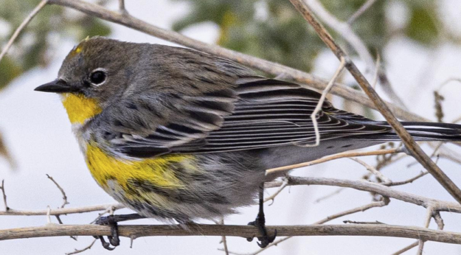 A Myrtle Yellow-rumped Warbler encounter in Henderson NV | Best Life ...