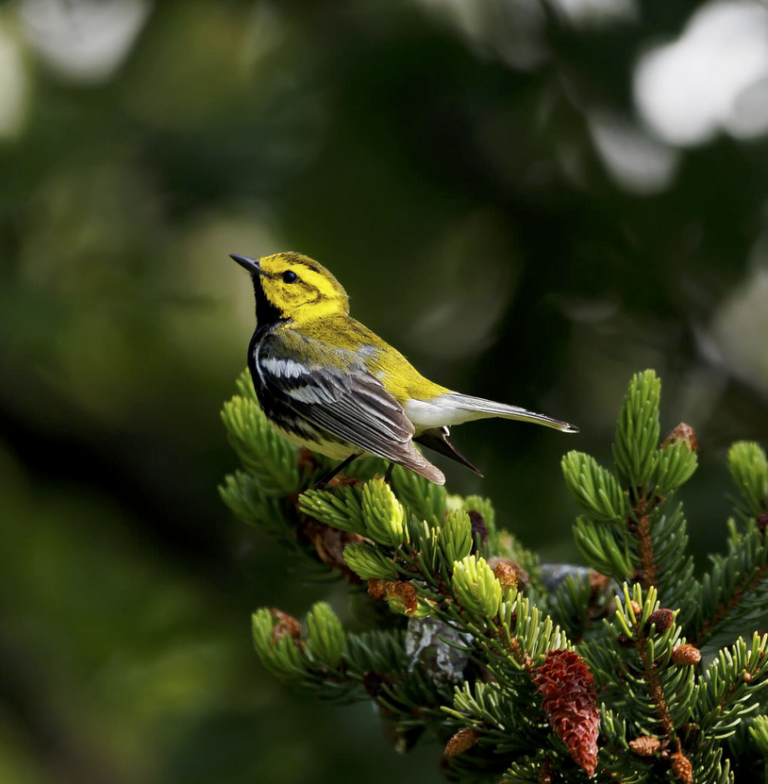 Black-throated green Warblers have returned to North Carolina | Best ...