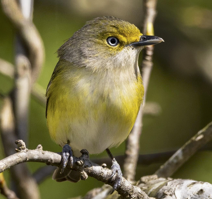 White eyed Vireos have returned to NC | Best Life Birding- Birdwatching ...