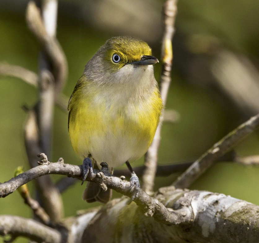 White eyed Vireos have returned to NC | Best Life Birding- Birdwatching ...