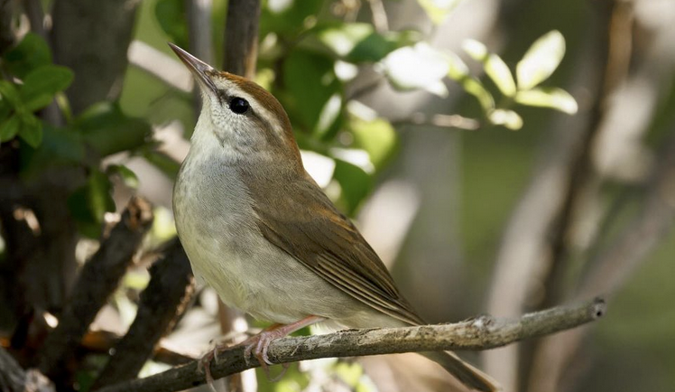 Springtime Swainsons Warblers in North Carolina | Best Life Birding ...