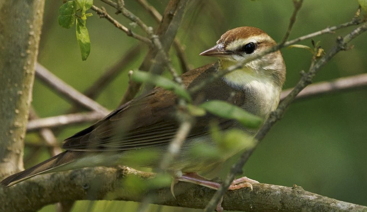 Springtime Swainsons Warblers in North Carolina | Best Life Birding ...