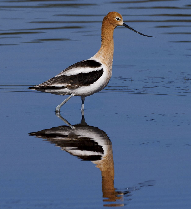 A springtime sighting of an American Avocet in South Carolina | Best ...