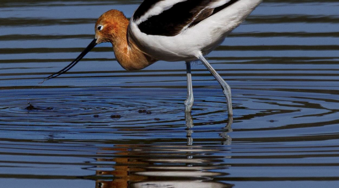 A springtime sighting of an American Avocet in South Carolina | Best ...